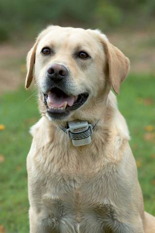 _Dog-1.jpg