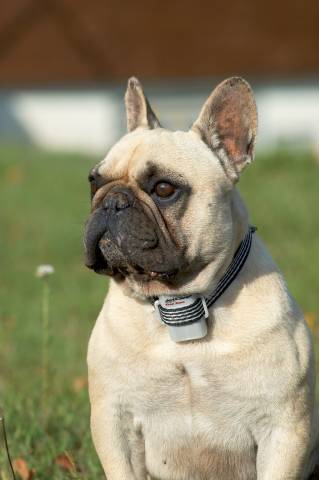 _Dog-2.jpg