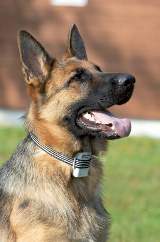 _Dog-3.jpg