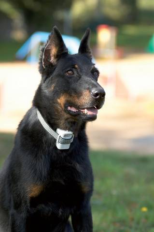 _Dog-4.jpg